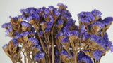 Statice preserved - 1 bunch - Dark purple