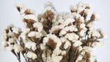 Statice preserved - 1 bunch - Ivory