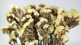 Statice preserved - 1 bunch - Lemin
