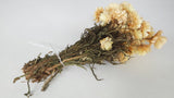 Strohblumen Granvia - 1 Bund - Naturfarbe creme