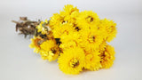 Dried strawflowers Granvia - 1 bunch - Natural colour yellow
