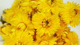 Dried strawflowers Granvia - 1 bunch - Natural colour yellow