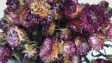 Dried strawflowers basic - 1 bunch - Purple