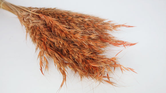 Dried wild oat - 1 bunch - Terracotta