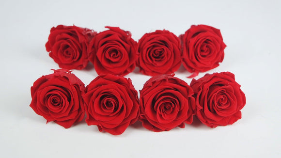 Preserved roses Kiara  5 cm - 8 heads - Vibrant red
