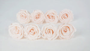 Stabilisierte Rosen Kiara 5 cm - 8 Stück - Pink blush - Si-nature