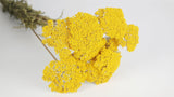 Achillea Parker getrocknet - 1 Bund - Naturfarbe gelb - Si-nature
