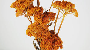 Achillea Filipendula getrocknet - 1 Bund - Amber - Si-nature