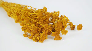 Dried achillea Silvestre - 1 bunch - Saffron yellow