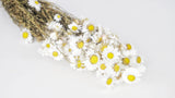 Acroclinium - 1 Strauß - Naturfarbe weiss