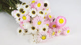 Acroclinium - 1 bunch - natural colour white and pink