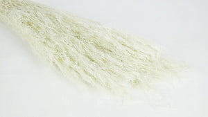 Agrostis nebulosa getrocknet - 1 Strauß - Minze - Si-nature