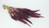 Amarant mit Stängel getrocknet - 1 Strauß - Naturfarbe lila - Si-nature