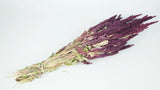 Amarant mit Stängel getrocknet - 1 Strauß - Naturfarbe lila - Si-nature