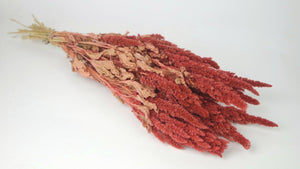 Amarant mit Stängel getrocknet - 1 Strauß - Coral rosa - Si-nature