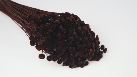 Dried Amarelino - 1 bunch - Brown