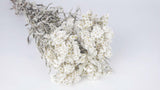 Dried Pearl everlasting - 1 bunch - White