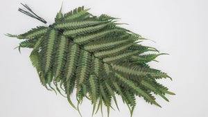 Argyrea fern preserved - 6 stems - Green