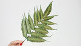 Argyrea fern preserved - 6 stems - Green