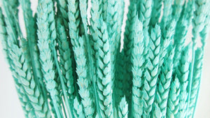 Dried wheat - 1 bunch - Blue aqua