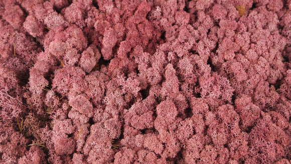Lichen preserved - 2,5 kg - Burgundy