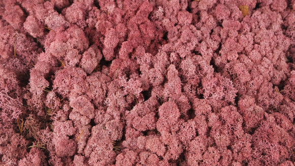 Lichen preserved - 5 kg - Bordeaux