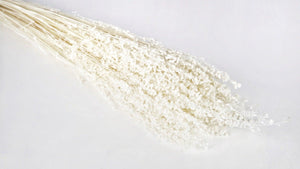 Briza salino - 1 bunch - White
