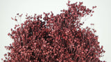 Broom Bloom getrocknet - 1 Strauß - Berry