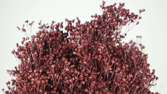 Broom Bloom konserviert - 1 Strauß - Berry