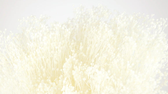 Dried broom bloom - 1 bunch - Ivory