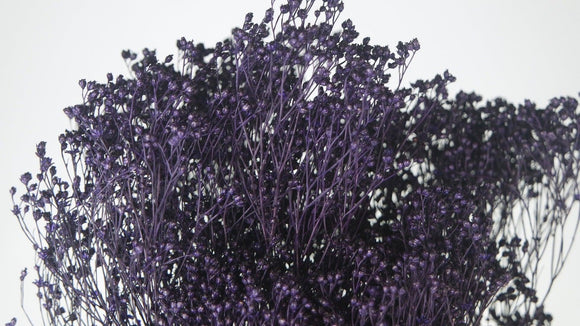 Broom Bloom Dried - 1 Bunch - Dark purple