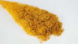 Preserved broom bloom - 1 bunch - Saffron yellow