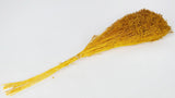 Broom Bloom konserviert - 1 Bund - Safrangelb - Si-nature