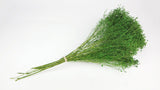 Preserved broom bloom - 1 bunch - Green