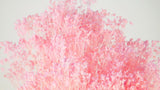Preserved broom bloom - 1 bunch - Light pink