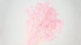 Preserved broom bloom - 1 bunch - Light pink