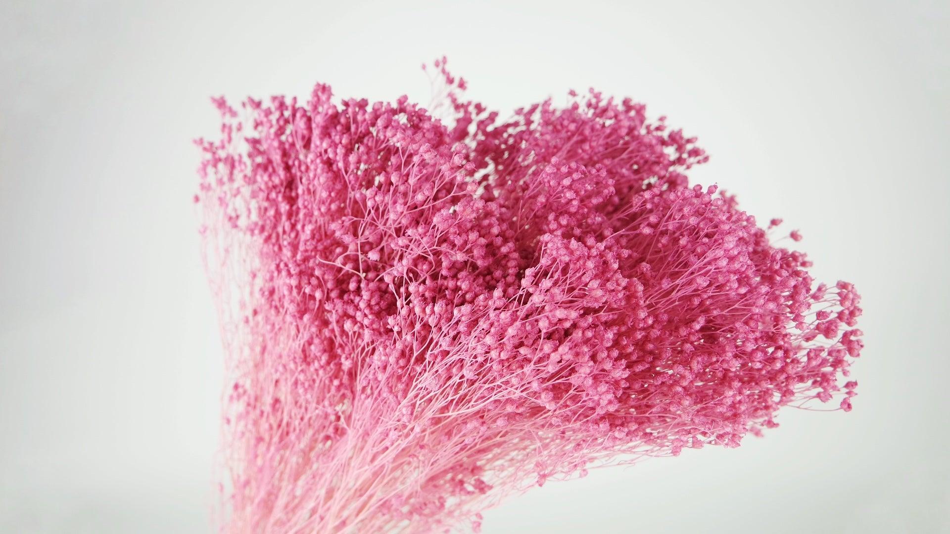 Preserved Broom Bloom Violet Pink Preserved Broom Bloom Sinature