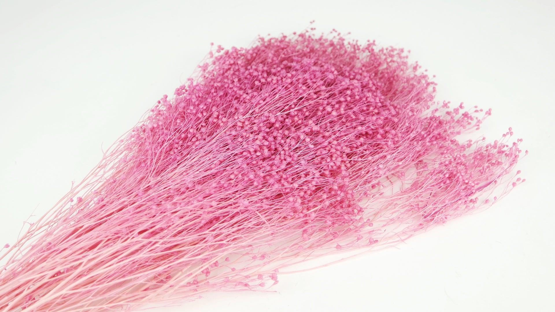 Preserved Broom Bloom Violet Pink Preserved Broom Bloom Sinature