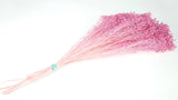 Broom Bloom konserviert - 1 Strauß - Violettrosa - Si-nature