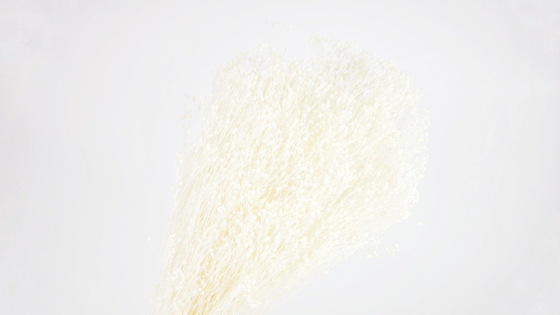 Broom Bloom Stabilisé Blanc Broom Bloom Préservé Sinature