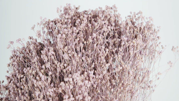 Dried broom bloom - 1 bunch - Powder purple