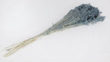 Preserved broom bloom - 1 bunch - Blue grey