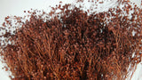 Dried broom bloom - 1 bunch - Brown
