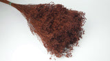 Dried broom bloom - 1 bunch - Brown