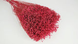 Dried broom bloom - 1 bunch - Dark pink