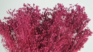 Broom Bloom konserviert - 1 Strauß - Himbeerrosa - Si-nature