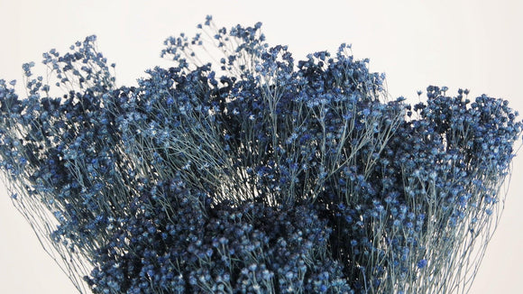 Dried broom bloom - 1 bunch - Navy blue