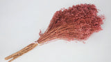 Broom Bloom getrocknet - 1 Strauß - Vintage rosa - Si-nature