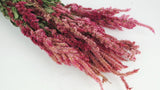 Dried Celosia Plumosa - 1 bunch - Natural colour pink