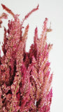 Dried Celosia Plumosa - 1 bunch - Natural colour pink